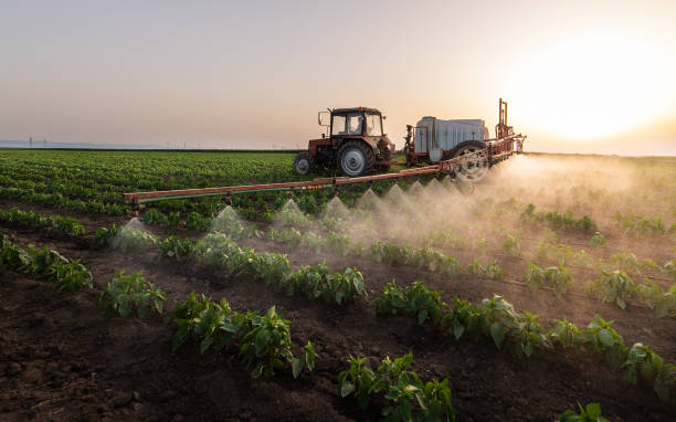Best Local Pest Control Services  in Sunray, TX