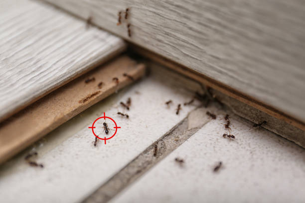 Best Pest Control for Homes  in Sunray, TX