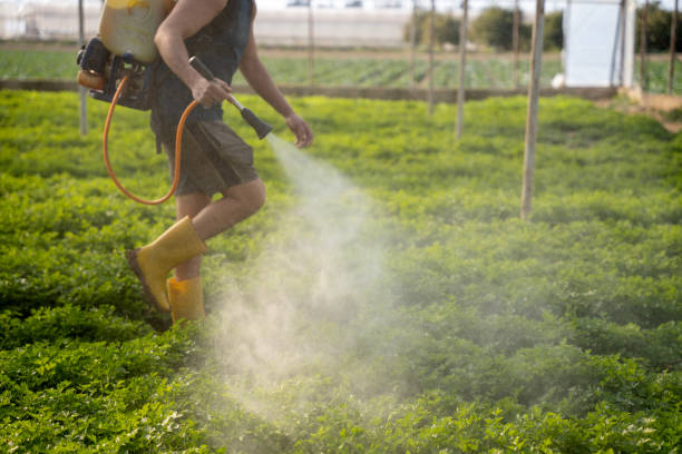 Best Affordable Pest Control Services  in Sunray, TX