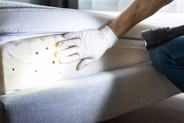 Best Cockroach Control Services  in Sunray, TX